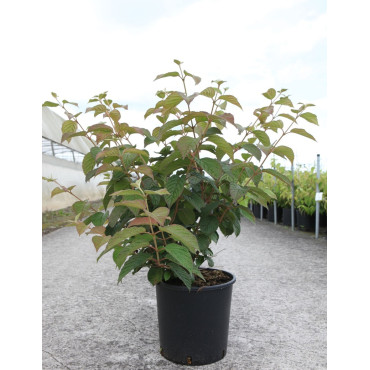 VIBURNUM plicatum POPCORN En pot de 12-15 litres forme buisson hauteur 080-100 cm