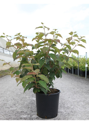 VIBURNUM plicatum POPCORN En pot de 12-15 litres forme buisson hauteur 080-100 cm