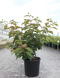 VIBURNUM plicatum POPCORN En pot de 12-15 litres forme buisson hauteur 080-100 cm