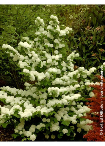 VIBURNUM plicatum POPCORN - Viorne