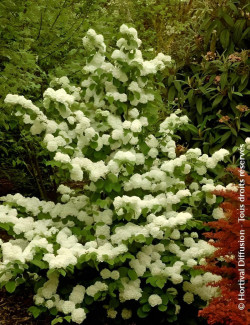 VIBURNUM plicatum POPCORN - Viorne