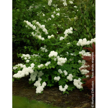 VIBURNUM plicatum POPCORN - Viorne