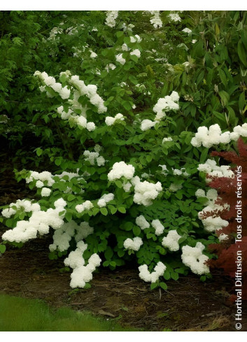 VIBURNUM plicatum POPCORN - Viorne