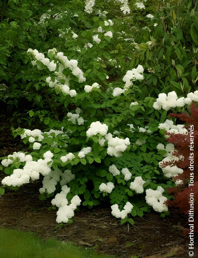 VIBURNUM plicatum POPCORN - Viorne