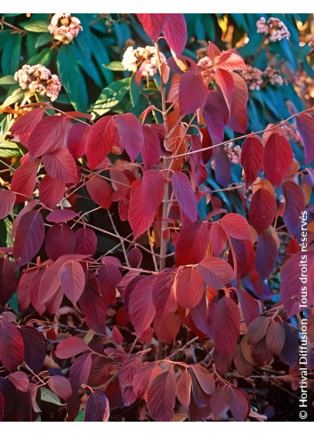 VIBURNUM plicatum POPCORN - Viorne