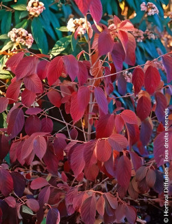 VIBURNUM plicatum POPCORN - Viorne