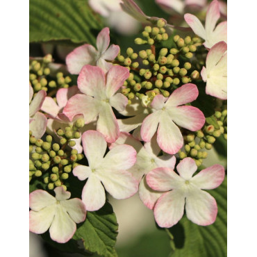 VIBURNUM plicatum PINK BEAUTY - Viorne