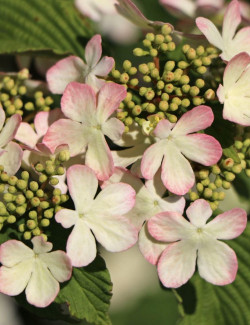 VIBURNUM plicatum PINK BEAUTY - Viorne