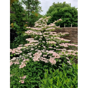 VIBURNUM plicatum PINK BEAUTY - Viorne