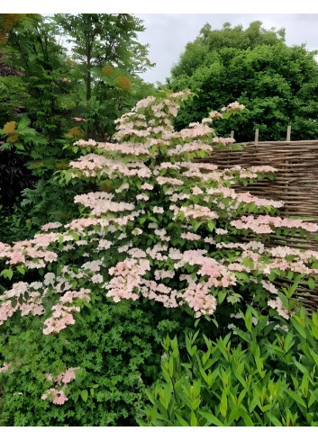 VIBURNUM plicatum PINK BEAUTY - Viorne