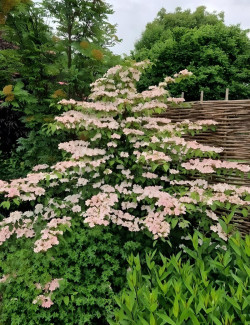 VIBURNUM plicatum PINK BEAUTY - Viorne