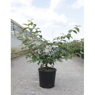 VIBURNUM plicatum PINK BEAUTY En pot de 12-15 litres fomrme buisson hauteur 080-100 cm