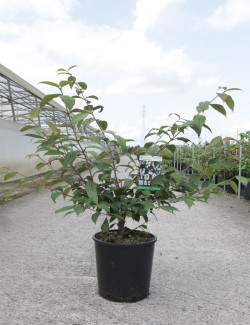 VIBURNUM plicatum PINK BEAUTY En pot de 12-15 litres fomrme buisson hauteur 080-100 cm