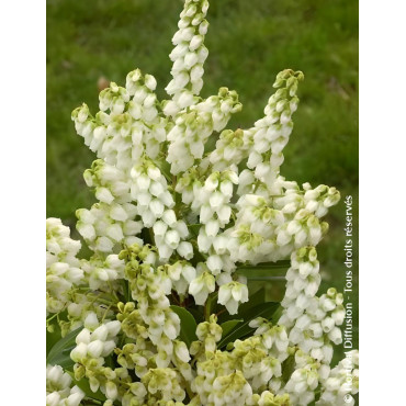 PIERIS japonica DEBUTANTE - Andromède du Japon