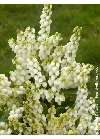PIERIS japonica DEBUTANTE - Andromède du Japon