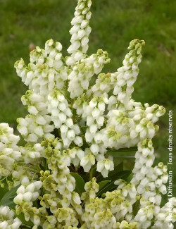 PIERIS japonica DEBUTANTE - Andromède du Japon