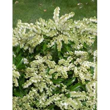 PIERIS japonica DEBUTANTE - Andromède du Japon