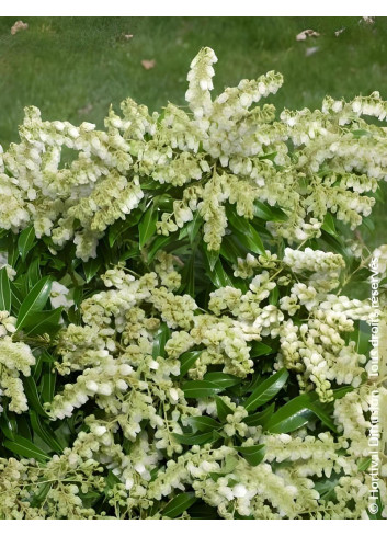 PIERIS japonica DEBUTANTE - Andromède du Japon