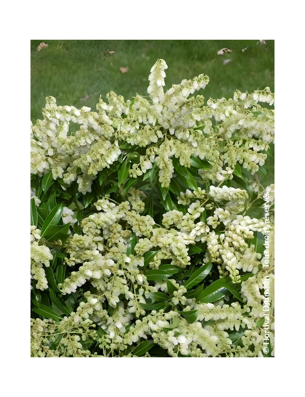PIERIS japonica DEBUTANTE - Andromède du Japon