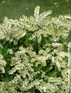 PIERIS japonica DEBUTANTE - Andromède du Japon
