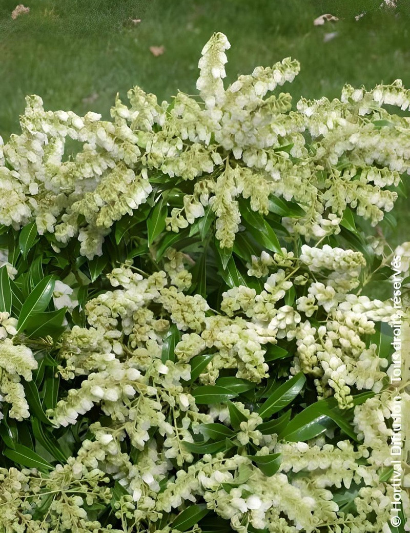 PIERIS japonica DEBUTANTE - Andromède du Japon