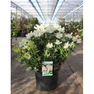 PIERIS japonica DEBUTANTE - Andromède du Japon En pot de 10-12 litres buisson hauteur 050-060 cm