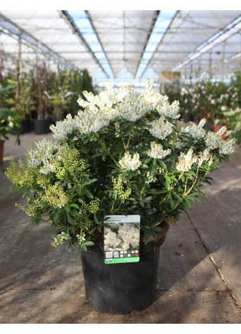 PIERIS japonica DEBUTANTE - Andromède du Japon En pot de 10-12 litres buisson hauteur 050-060 cm