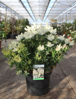 PIERIS japonica DEBUTANTE - Andromède du Japon En pot de 10-12 litres buisson hauteur 050-060 cm