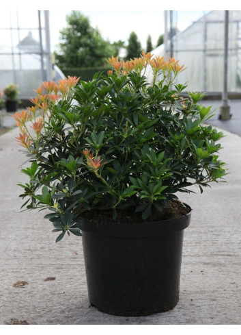 PIERIS japonica DEBUTANTE - Andromède du Japon En pot de 10-12 litres buisson hauteur 050-060 cm