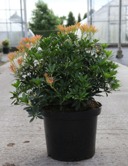 PIERIS japonica DEBUTANTE - Andromède du Japon En pot de 10-12 litres buisson hauteur 050-060 cm