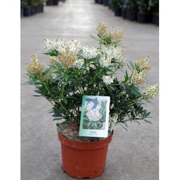 PIERIS japonica DEBUTANTE - Andromède du Japon