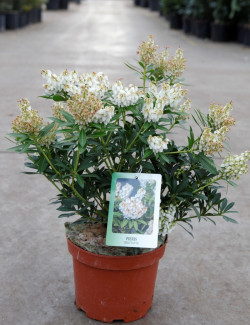 PIERIS japonica DEBUTANTE - Andromède du Japon