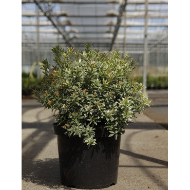 PIERIS japonica LITTLE HEATH VARIEGATA - Andromède du Japon En pot de 10-12 litres buisson hauteur 050-060 cm
