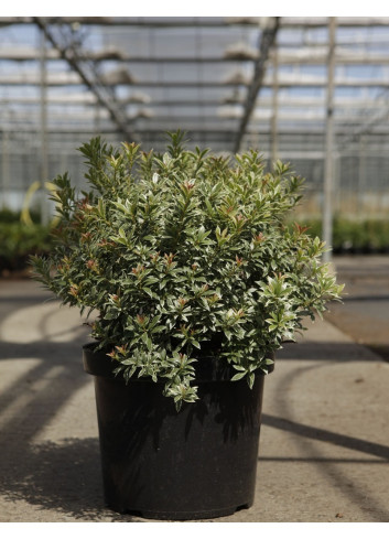 PIERIS japonica LITTLE HEATH VARIEGATA - Andromède du Japon En pot de 10-12 litres buisson hauteur 050-060 cm