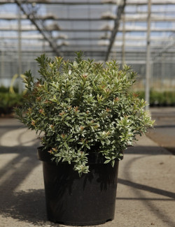 PIERIS japonica LITTLE HEATH VARIEGATA - Andromède du Japon En pot de 10-12 litres buisson hauteur 050-060 cm