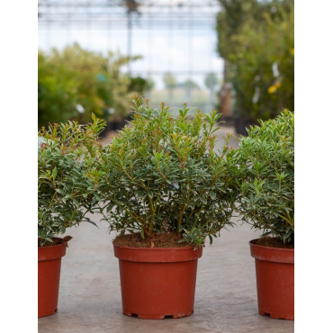 PIERIS japonica LITTLE HEATH VARIEGATA - Andromède du Japon En pot de 4-5 litres buisson hauteur 030-040 cm