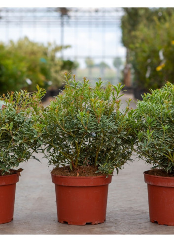 PIERIS japonica LITTLE HEATH VARIEGATA - Andromède du Japon En pot de 4-5 litres buisson hauteur 030-040 cm