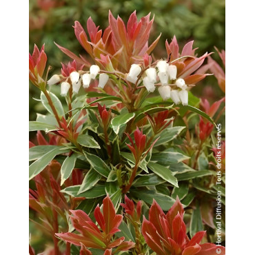 PIERIS japonica LITTLE HEATH VARIEGATA - Andromède du Japon