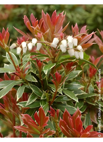 PIERIS japonica LITTLE HEATH VARIEGATA - Andromède du Japon