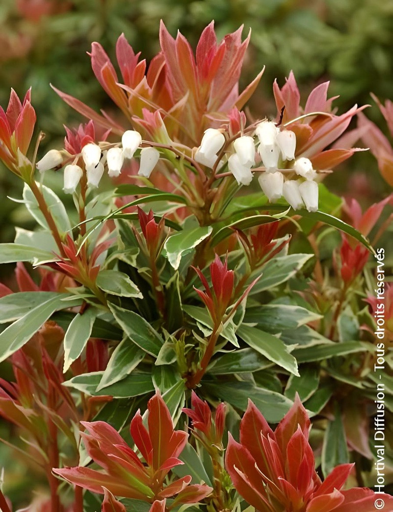 PIERIS japonica LITTLE HEATH VARIEGATA - Andromède du Japon