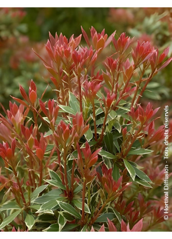 PIERIS japonica LITTLE HEATH VARIEGATA - Andromède du Japon