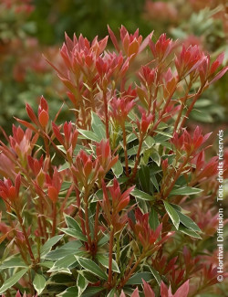 PIERIS japonica LITTLE HEATH VARIEGATA - Andromède du Japon