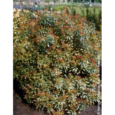 PIERIS japonica LITTLE HEATH VARIEGATA - Andromède du Japon