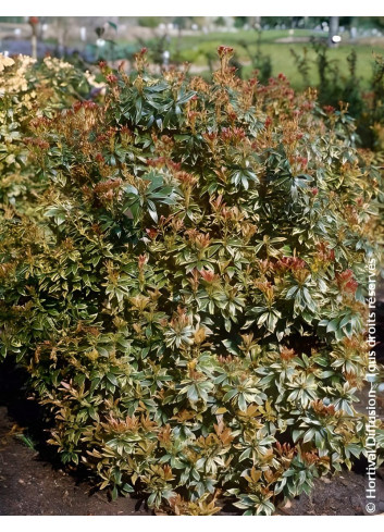 PIERIS japonica LITTLE HEATH VARIEGATA - Andromède du Japon