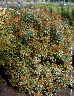 PIERIS japonica LITTLE HEATH VARIEGATA - Andromède du Japon