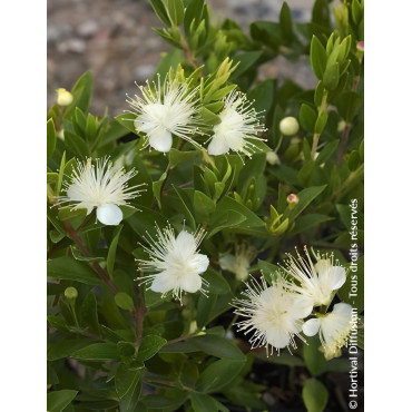 MYRTUS communis TARENTINA - Myrte