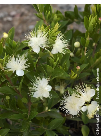 MYRTUS communis TARENTINA - Myrte