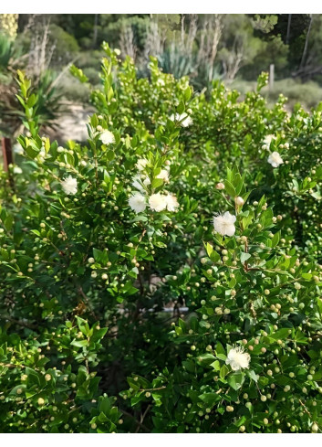 MYRTUS communis TARENTINA - Myrte