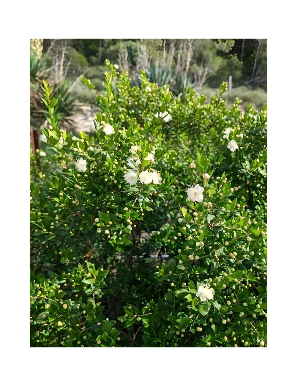 MYRTUS communis TARENTINA - Myrte