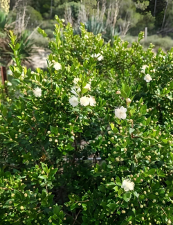 MYRTUS communis TARENTINA - Myrte